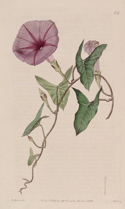 Ipomoea sagittata by Ker Gawler